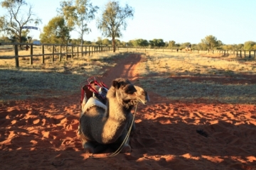 [호주] 낙타와 사람이 친해지는 시간
