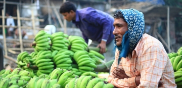 [최치선의 포토에세이] 인도 아쌈주의 새벽  바나나 작업 풍경