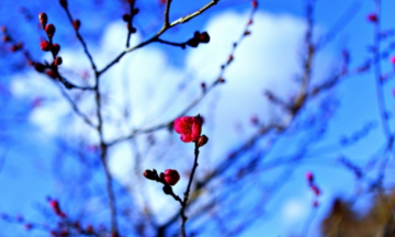 [최치선의 포토에세이] 미토 가이라쿠엔...꽃과 구름