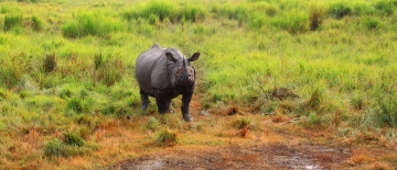 [최치선의 포토에세이] 카지랑가 국립공원의 외코뿔소