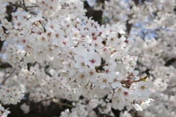 [서울대공원] 4월의 식물로 왕벚나무 선정...13일 유튜브 통해 벚꽃영상 공개