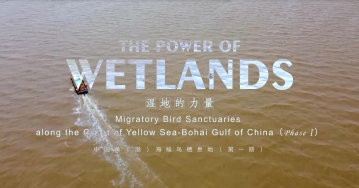 [중국] Power of Wetlands 출시, 옌청 특유의 자연미와 중국의 원형을 담다