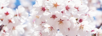 [정읍시]정읍 벚꽃축제...3월31일~4월4일, 벚꽃 하늘 열기구 체험 등 행사 푸짐