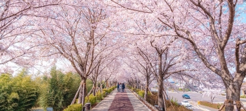 [특집] 부산 벚꽃이 아름다운 곳 8선