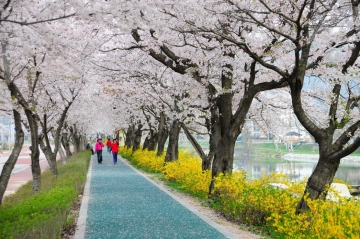 [순창군]제20회 옥천골 벚꽃축제…3월30일~4월 2일
