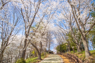 [구례군] '구례300리 벚꽃축제와 함께하는 삼대삼미 구례 맛 체험 한마당' 운영