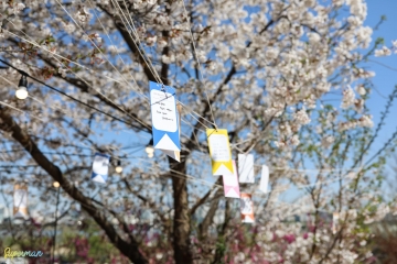 [서울시] 여의도 벚꽃길 4년만에 완전 개방..4월 4일~9일
