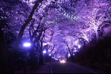 [하동군] 화개 십리벚꽃길 야간 경관조명 인기... 3월24일~6월 3일까지 점등