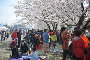 [속초시] 설악벚꽃축제 8∼9일 이틀간 개최...상도문 1마을 솔밭