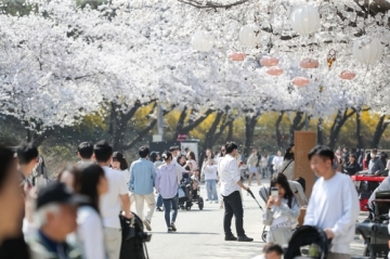 10만 나들이객 몰린 한국마사회 야간 벚꽃축제, 9일까지
