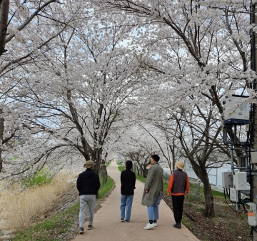 [남원시]제1회 운봉고원 벚꽃축제 개최...4월 8일~4월 15일