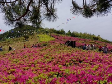 [김해시] 제19회신어산 철쭉축제...5월 21일, 신어산 일원