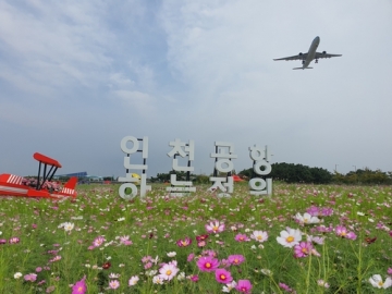 "인천공항 하늘정원, 가을의 향연: 무료 코스모스 꽃밭 개방"