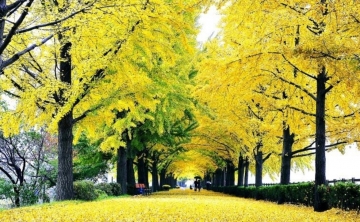 황금빛 가을, 아산 은행나무길의 매력