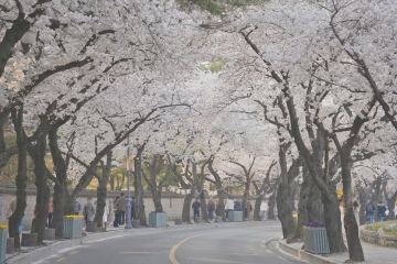 경북 벚꽃 축제, 기후변화로 일정 앞당겨져