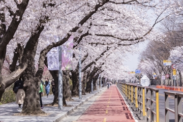여의도에서 펼쳐지는 봄의 향연, '제18회 여의도 봄꽃축제' 개최
