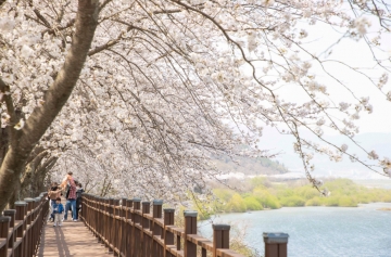2024 구례300리 벚꽃축제, 가장 긴 벚꽃길에서 만나는 꽃의 향연