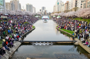 봄의 향연, 은평구 '불광천 벚꽃축제' 개최...4월 4일~6일