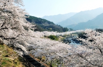 [하동군] 화개장터, 제26회 벚꽃축제 개최... "봄의 정원에서 벚꽃의 향기를"