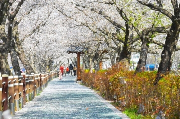 [순창군] 옥천골 벚꽃축제 3월 28일~31일 개최
