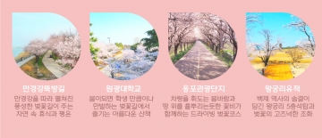 [익산시] 벚꽃명소 베스트 5...서동공원, 웅포곰개나루, 만경강뚝방길, 왕궁리유적, 원광대학교