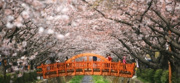 진해 군항제...세계 최대 규모 벚꽃축제, 4월1일부터 10일까지 개최