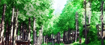 [장흥] 장흥 보림사 비자나무 숲과 정남진전망대