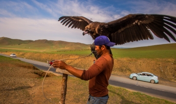 [최치선의 포토에세이] 몽골...독수리가 사는 법