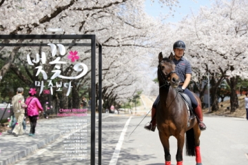 [과천] 서울경마공원 벚꽃길, 오는 8일부터 열흘 간 개방...8일부터 17일까지