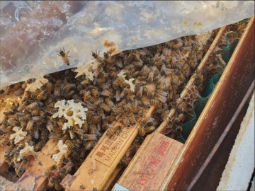 [충북]월동 꿀벌피해 조사 실시..2월28일까지