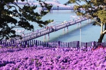 [신안] "퍼플섬의 보라빛 꽃축제: '키 작은 아스타'가 피어오르다"