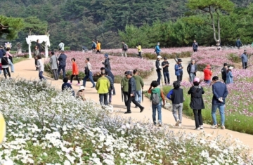 가을의 마법, 30만명이 찾은 정읍 구절초 꽃축제! 이유가 있었다"