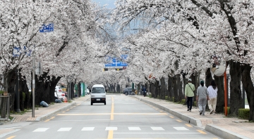 [정읍시] 2024 정읍 벚꽃축제, 17만명 방문하며 성황리 마무리